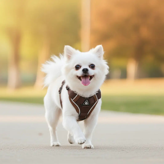 Les erreurs à éviter quand on choisit ou utilise un harnais pour son chien (Guide 2026)