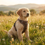 Harnais anti-traction pour petits chiens et chiots