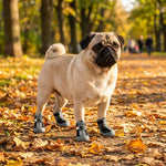 Chaussures pour chien toutes saisons — maintien et fermeture velcro