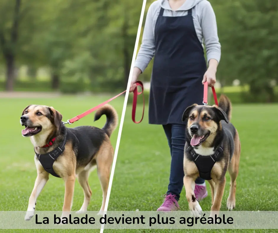 Comparatif avant/après montrant un chien portant un harnais anti-traction et marchant plus calmement lors d’une promenade.