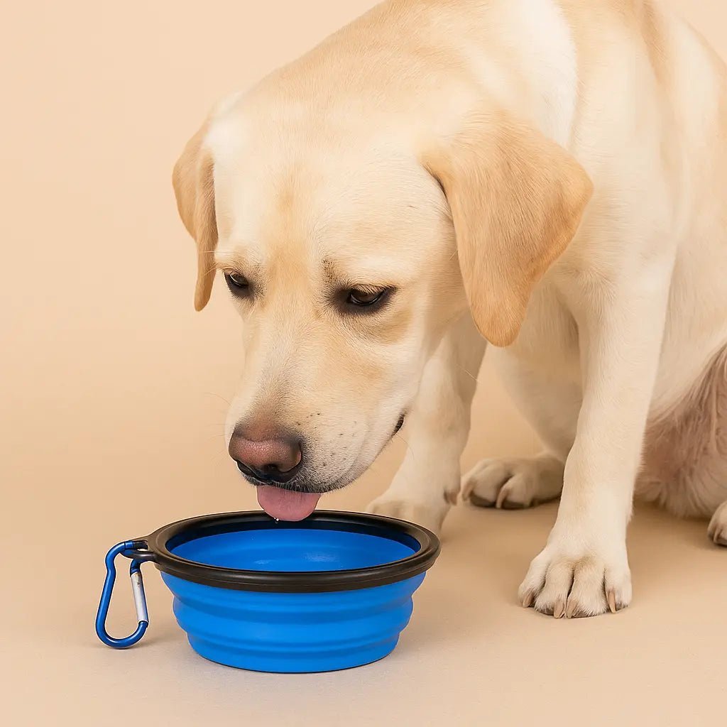 Chien labrador buvant de l'eau dans un bol pliant en silicone bleu avec mousqueton