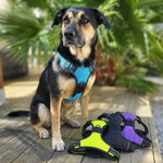 Chien portant un harnais bleu anti-traction, assis à côté de plusieurs harnais de différentes couleurs en extérieur.