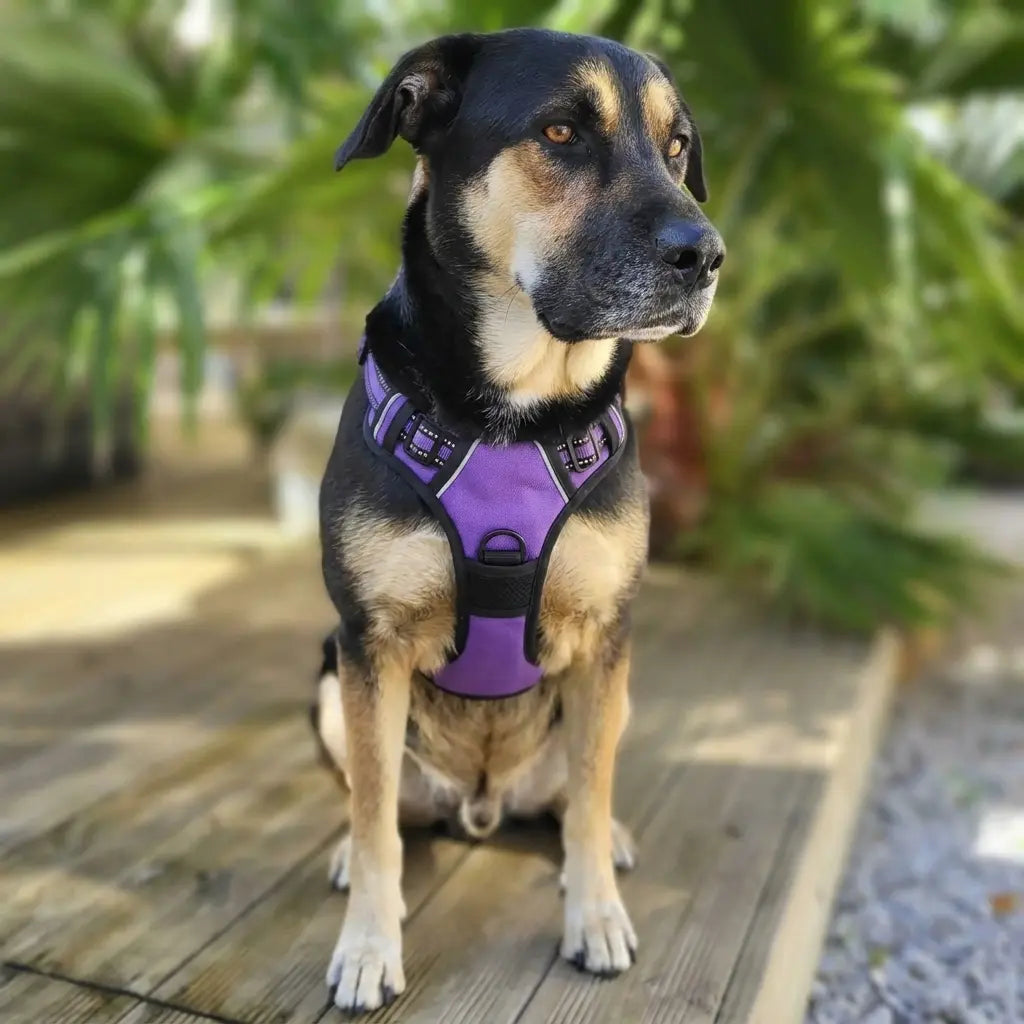Chien de taille moyenne portant un harnais violet anti-traction, assis en extérieur sur une terrasse