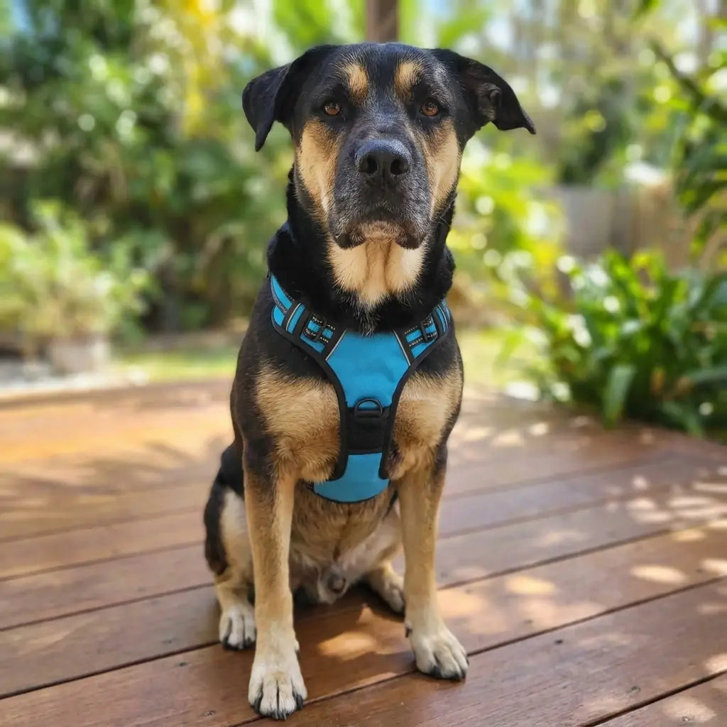 Chien noir et marron portant un harnais de sécurité bleu, assis sur une terrasse en bois avec des plantes vertes en arrière-plan