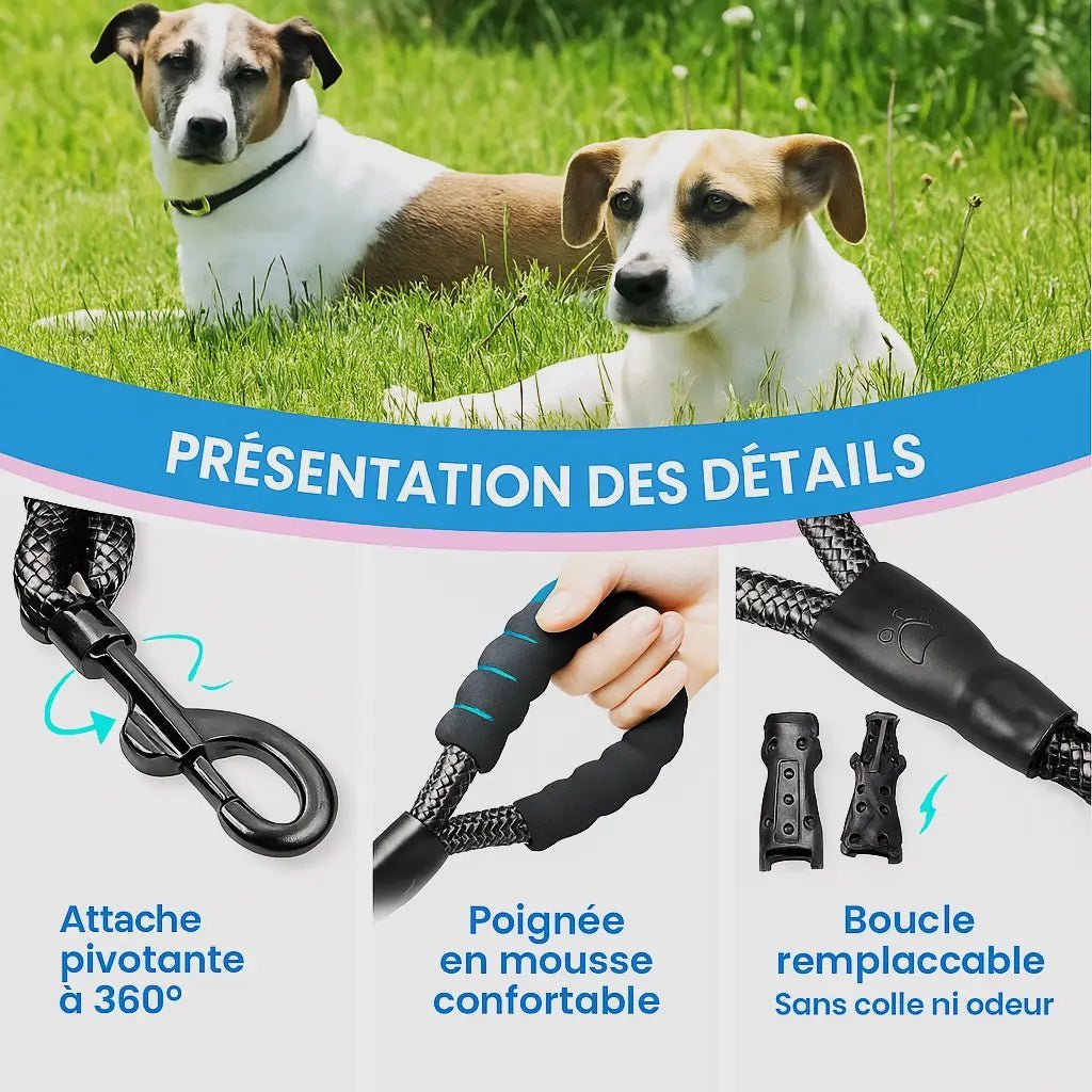 Détail de la laisse pour chien : attache pivotante, poignée en mousse confortable et boucle remplaçable – avec deux chiens assis sur l’herbe
